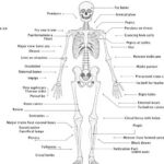 Kişisel Eğitmenler ve Masaj Terapistleri İçin Kemik Anatomisi Kemik anatomisi, kişisel eğitmenler ve masaj terapistleri için.